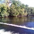 forêt alluviale