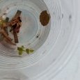 Larve de trichoptère à fourreau