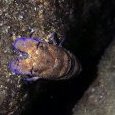 Plongée de nuit : Cigale de mer