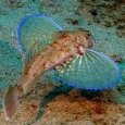 Grondin