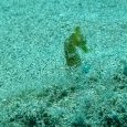 Hippocampe
