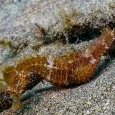 hippocampe