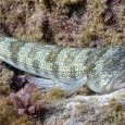 poisson lézard