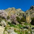 Amandiers et montagnes surplombant le sanctuaire