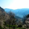 Sur les hauteurs du sanctuaire de Delphes, (…)